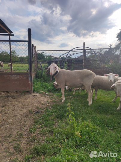 Бараны Мериноланд