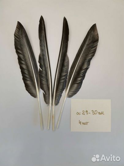 Перья дикого серого гуся для творчества