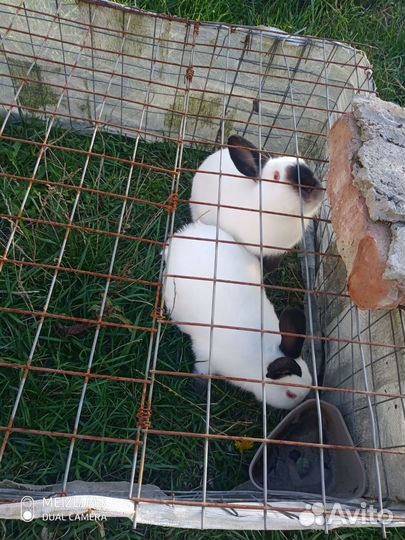 Калифорнийские кролики