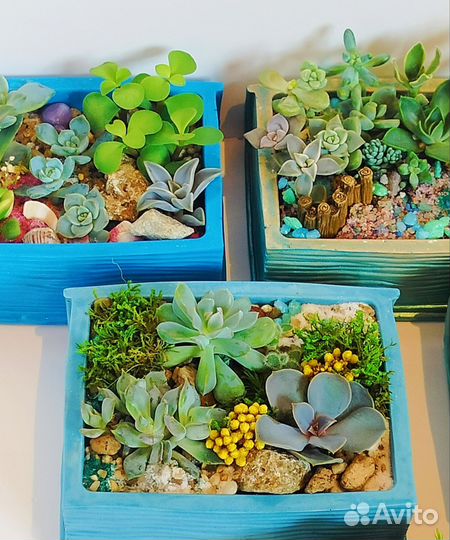 Флорариум, подарок учителю, декор, букет, цветы