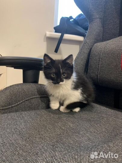 Котенок в добрые руки