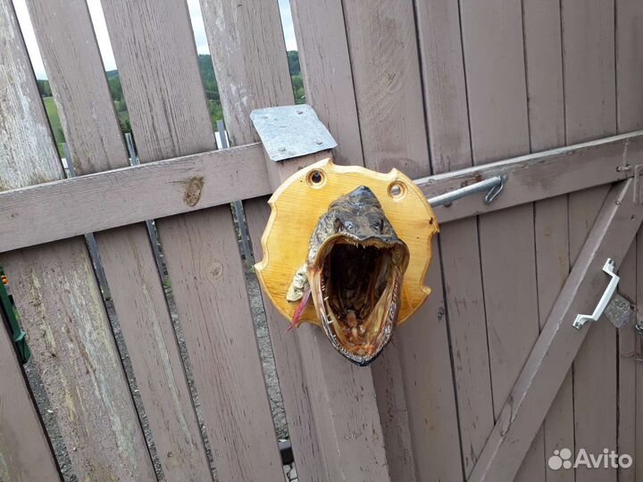 Чучело из головы рыбы Щуки