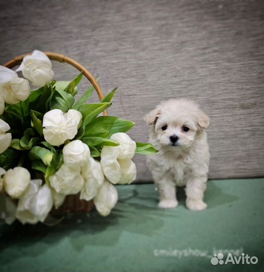 Maltipoo F1 мини девочка