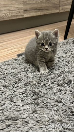 Прекрасные котята в добрые руки