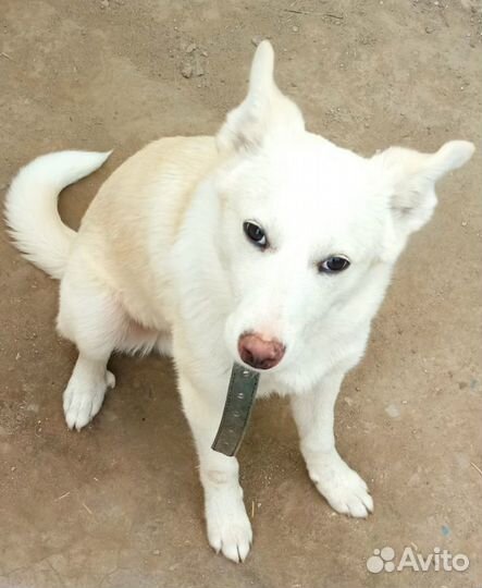 Собака в добрые руки отдам бесплатно