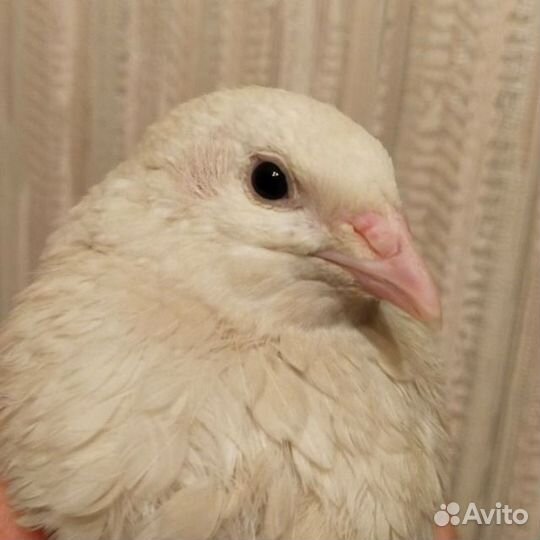 Яйцо перепелинное