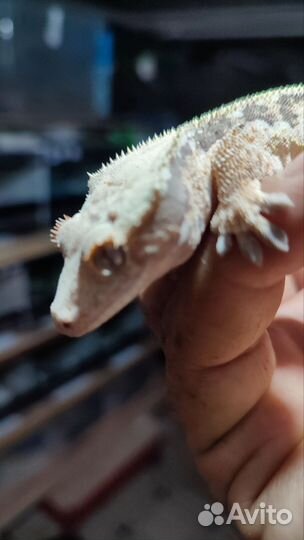 Бананоед Лили вайт