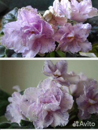 Укорененные черенки фиалок, некоторые с детками