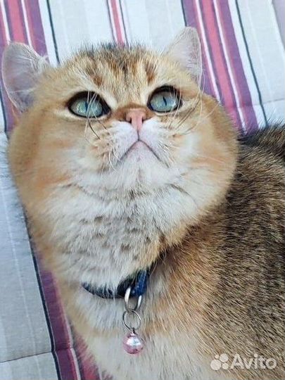 Шотландский кот вязка