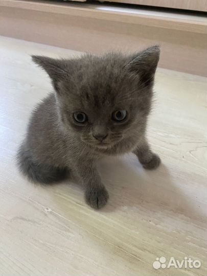 Британские котята