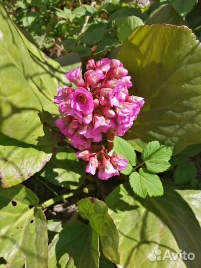 Цветы примулы, птицемлечник, безвременник