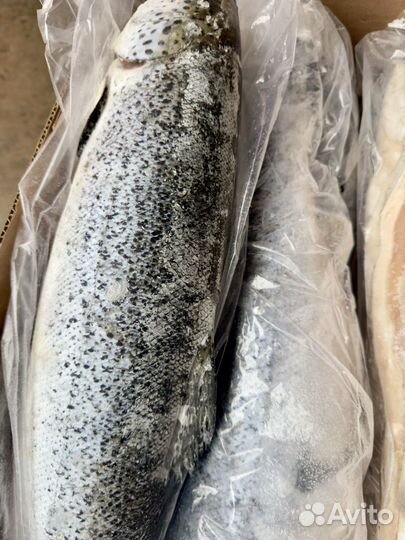 Семга, форель (Чили )