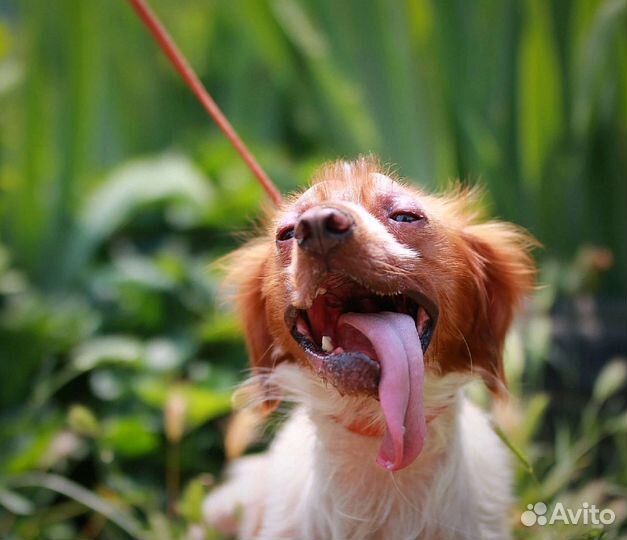 Бретонский эпаньоль