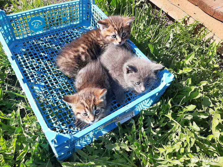 Котята в добрые руки, кушают сами,к лотку приучены