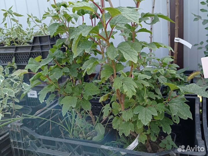 Саженцы Калины красной