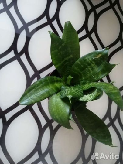 Сансевиерия