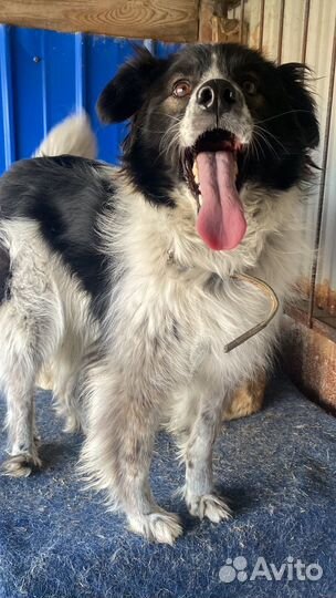 Собака в добрые руки