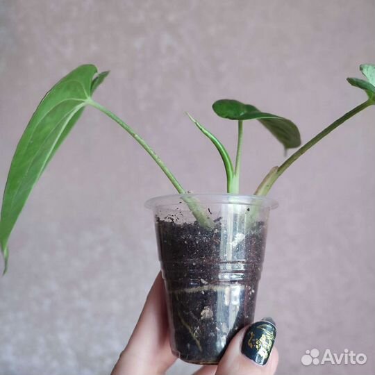 Сингониум Холодное сердце