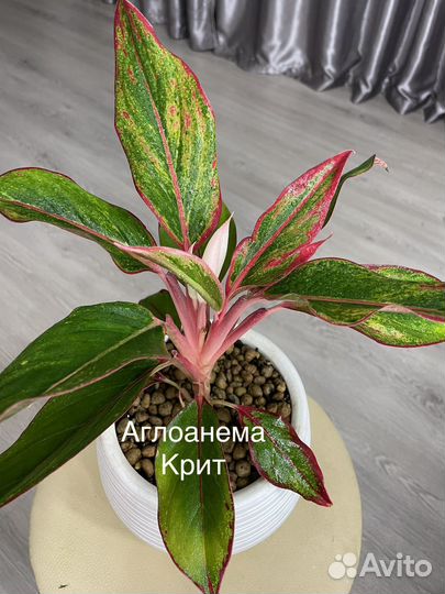 Аглаонемы