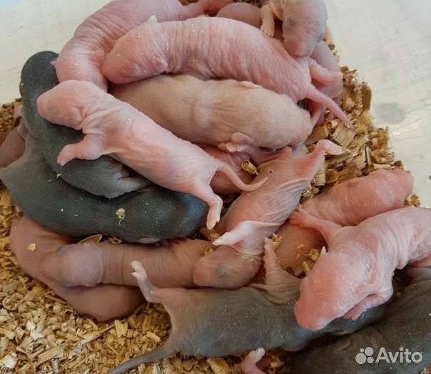 Заморозка крыс и мышей