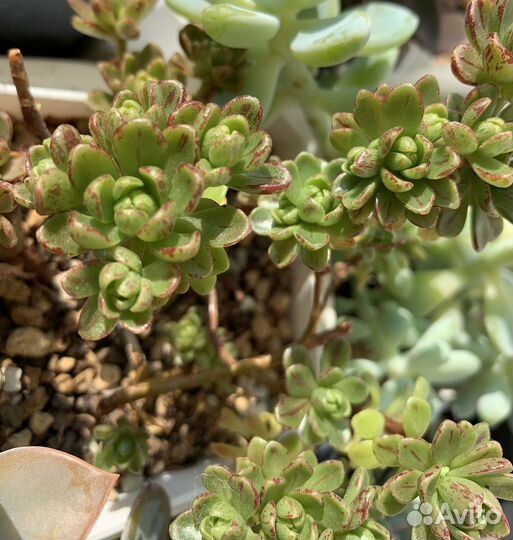 Суккуленты