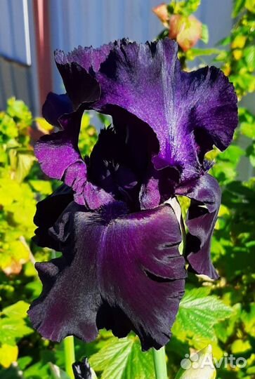 Ирисы бородатые сортовые