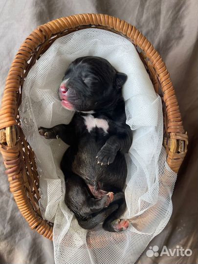 10 шикарных малышей,с документами