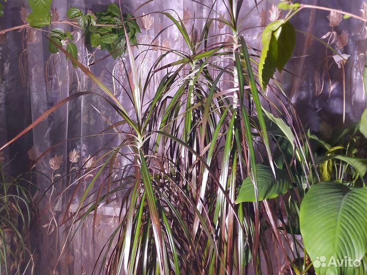 Пальма драцена