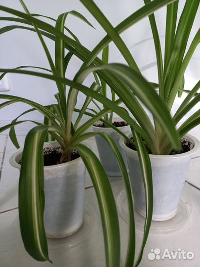 Хлорофитум