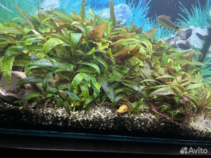 Криптокорина