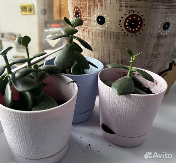 Денежное дерево Толстянка