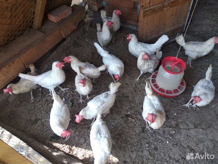 Куры несушки