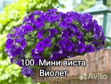 Петуния ампельная