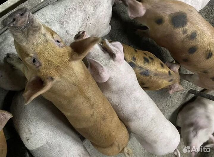 Мясо свинина. Четверть. Убой, доставка завтра