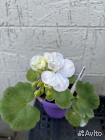 Пеларгония герань