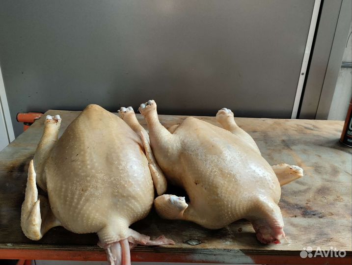 Мясо домашней курицы, цыплят