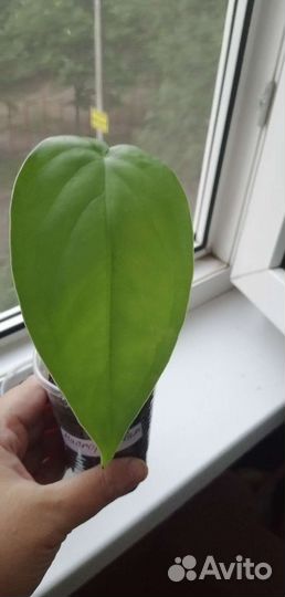 Сингониумы сортовые 2