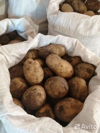 Продам картофель