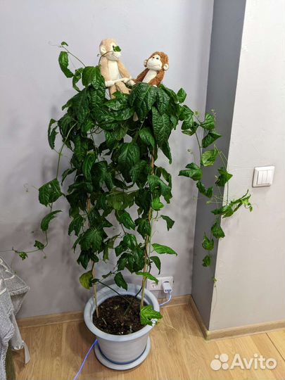 Пассифлора маракуйя