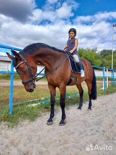 Спортивный конь (лошадь) в аренду + фотосессии