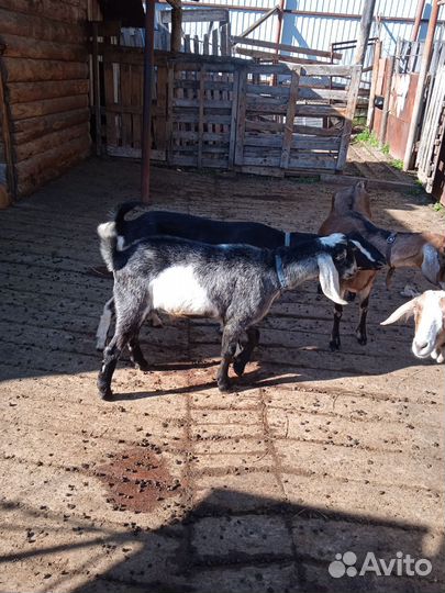 75% нубийской породы + битал