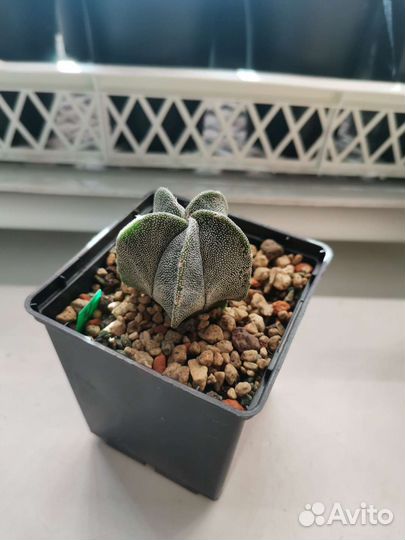 Кактусы и суккуленты