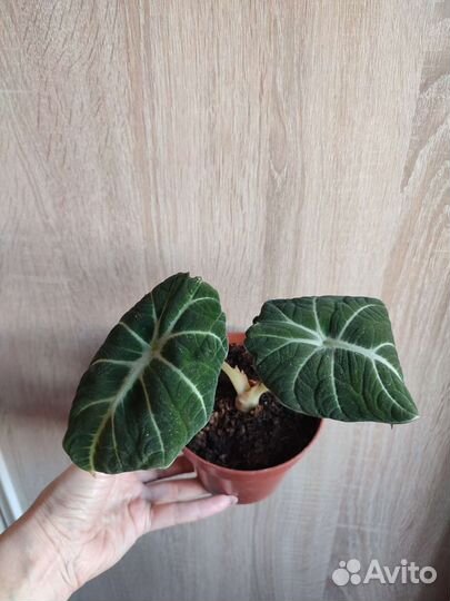 Алоказия детки