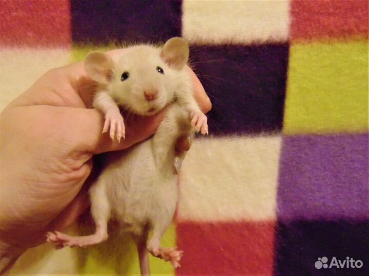 Крысы, крысята дамбо - питомник спб, клетки, гамак