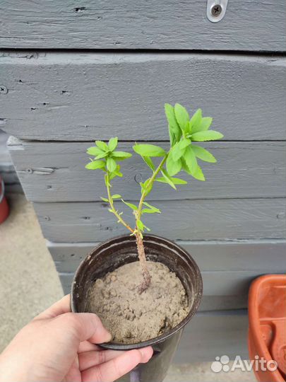 Многолетние цветы для сада