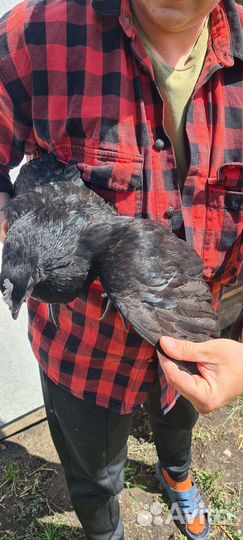 Петух ухейилюй