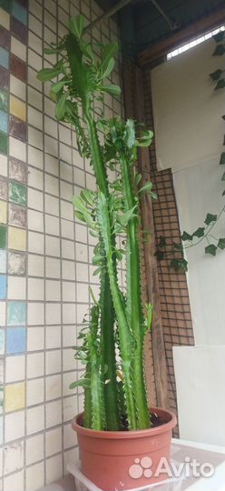 Кактус молочай