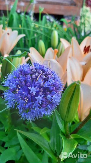 Луки декоративные