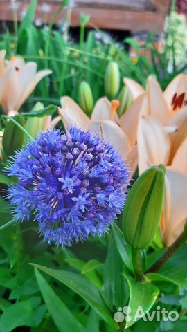 Луки декоративные