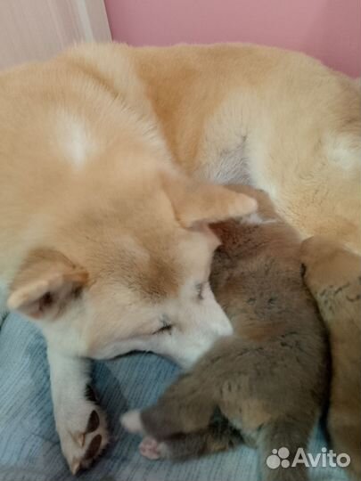 Щенки акита ину